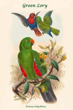 Eclectus Polychlorus - Green Lory