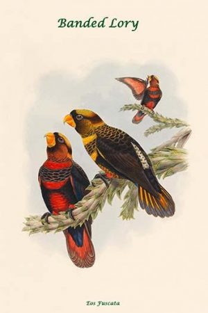 Eos Fuscata - Banded Lory