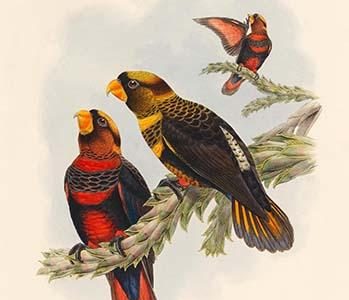 Eos Fuscata - Banded Lory