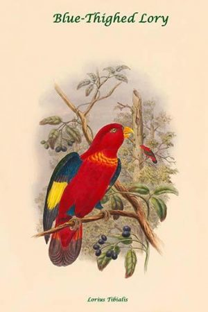 Lorius Tibialis - Blue-Thighed Lory