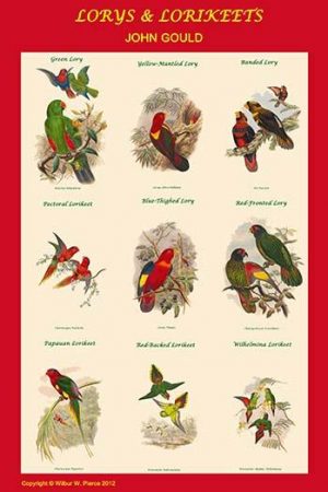 Lory & Lorikeet Composite Classroom Poster