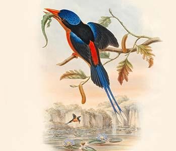 Tanysiptera Nympha - Red-Breasted Kingfisher