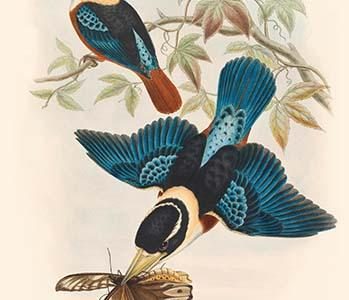 Sauromarptis Gaudichaudi - Gaudichaud's Kingfisher
