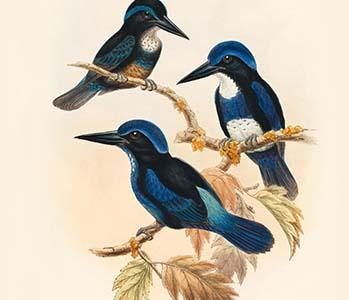 Halcyon Stictolaema - Spotted-throated Kingfisher