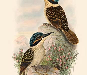 Melidora Macrorhina - Hook-Billed Kingfisher