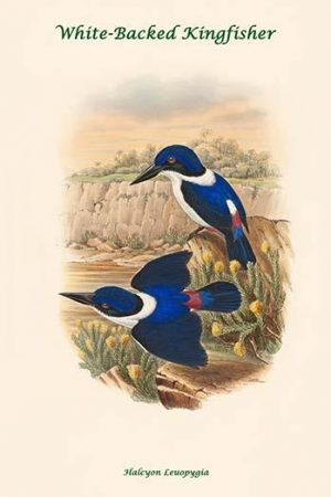 Halcyon Leuopygia - White-Backed Kingfisher