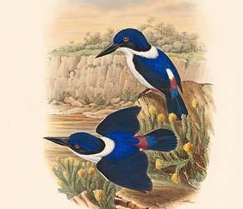 Halcyon Leuopygia - White-Backed Kingfisher