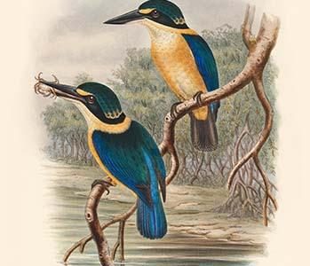 Halcyon Tristrami - Tristram's Kingfisher