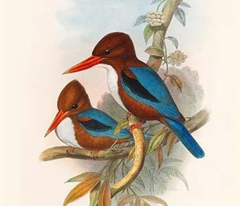 Halcyon Fusca - Indian Kingfisher