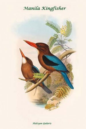 Halcyon Gularis - Manilla Kingfisher