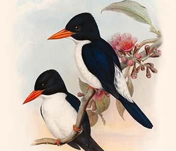 Halcyon Fulgidus - Blue & White Kingfisher