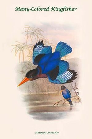 Halcyon Omnicolor - Many-Colored Kingfisher