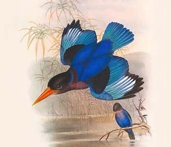 Halcyon Omnicolor - Many-Colored Kingfisher