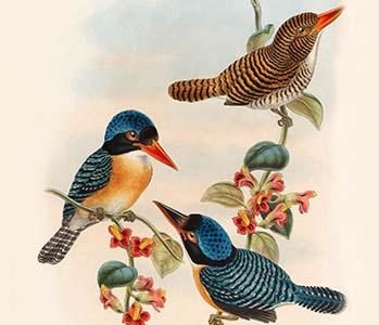 Carcineutes Melanops - Blue-Faced Kingfisher