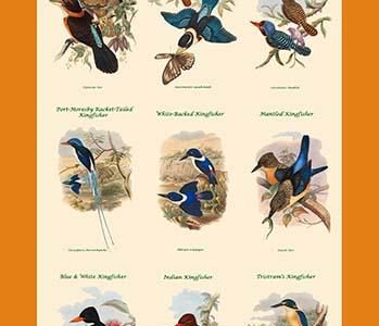 Composite Kingfisher Poster I for Classrooms