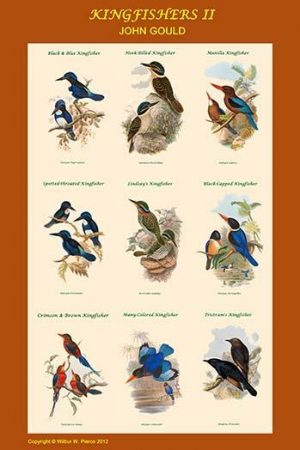 Composite Kingfisher Poster II for Classrooms