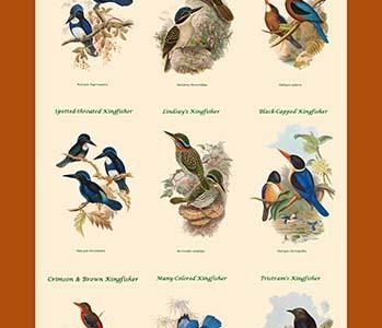 Composite Kingfisher Poster II for Classrooms