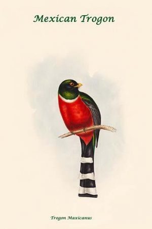 Mexican Trogon - Trogon Maxicanus