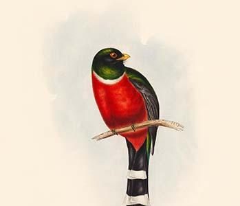 Mexican Trogon - Trogon Maxicanus