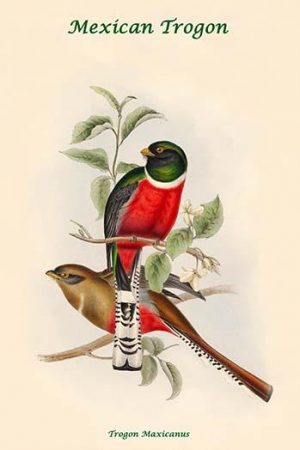 Mexican Trogon - Trogon Maxicanus