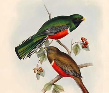 Trogon Collaris - Collared Trogon