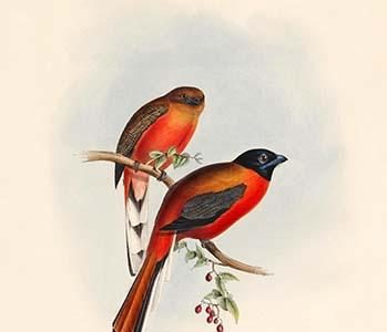 Trogon Duvaucelii - Duvaucels Trogon