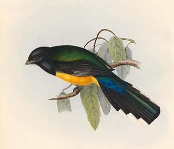Trogon Melanocephala - Black Headed Trogon