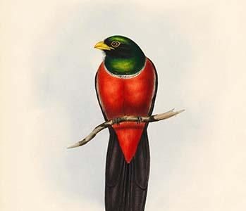 Trogon Macroura - Large Tailed Trogon