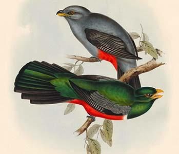 Trogon Nigricaudata - Black Tailed Trogon