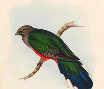 Trogon Neoxenus - Welcome Trogon