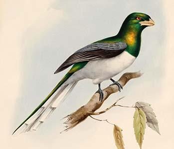 Trogon Gigas - Giant Trogon