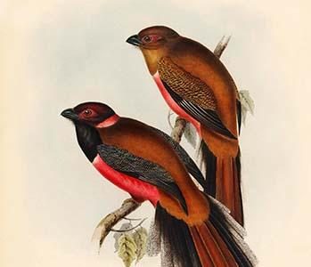Trogon Diardii - Diard's Trogon