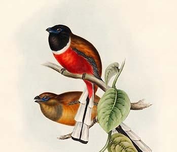 Trogon Marabaricus - Malabar Trogon