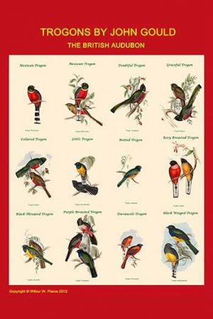 Gould Trogon Poster