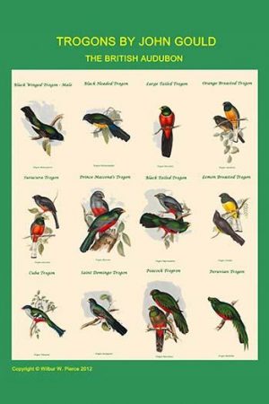 Gould Trogon Poster