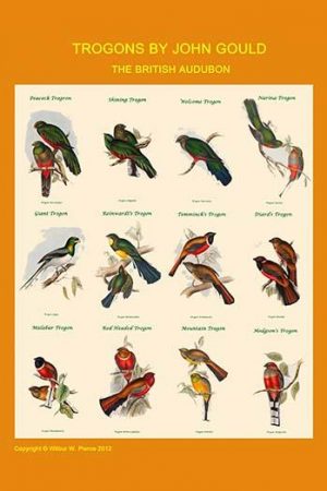 Gould Trogon Poster