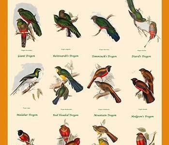 Gould Trogon Poster