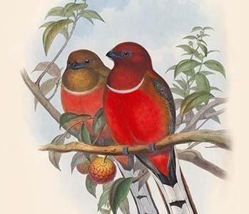 Harpactes Hodgsoni
