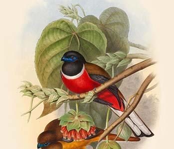Harpactes Fasicatus