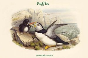 Fratercula Arctica - Puffin