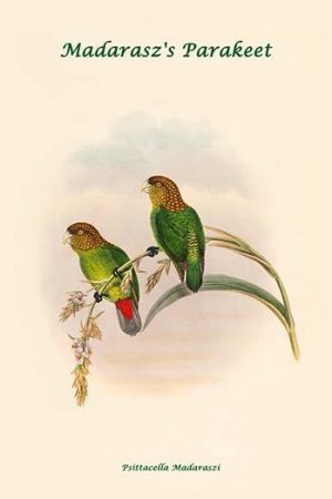 Psittacella Madaraszi - Madarasz's Parakeet