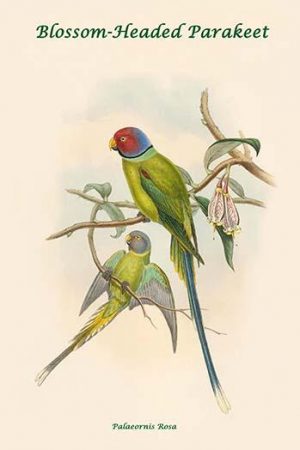 Palaeornis Rosa - Blossom-Headed Parakeet