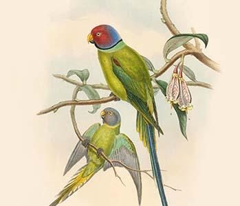 Palaeornis Rosa - Blossom-Headed Parakeet