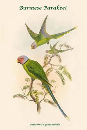 Palaeornis Cyanocephalla - Burmese Parakeet