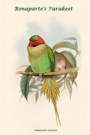 Palaeornis Luciani - Bonaparte's Parakeet