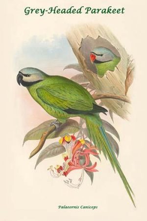 Palaeornis Caniceps - Grey-Headed Parakeet