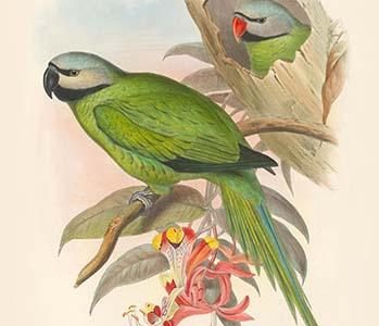 Palaeornis Caniceps - Grey-Headed Parakeet
