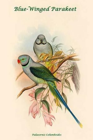 Palaeornis Columboides - Blue-Winged Parakeet