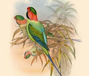 Palaeornis Malaccensis - Malacca Parakeet