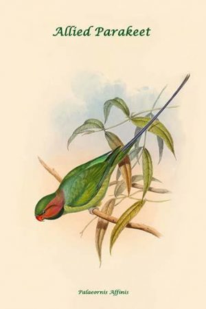 Palaeornis Affinis - Allied Parakeet